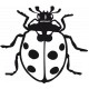stickers Coccinelle