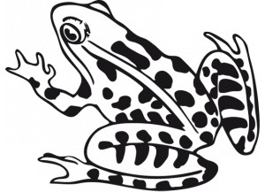 stickers grenouille rainette