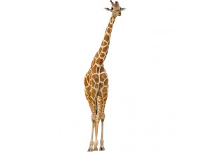 Stickers Girafe