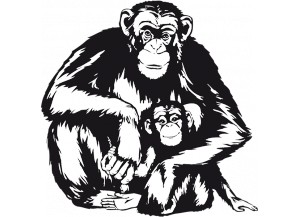 stickers Singes chimpanzés