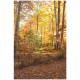 Stickers paysage Forêt d'automne