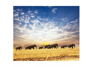 Stickers paysage Les éléphants
