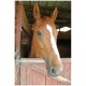 Stickers le cheval