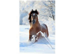 Stickers Cheval dans la neige