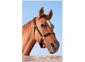 Stickers Portrait de cheval
