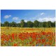 Stickers paysage Champ de coquelicots
