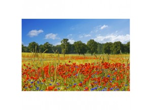 Stickers paysage Champ de coquelicots