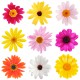 Stickers Fleurs 9 gerberas