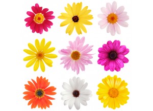 stickers Fleurs 9 gerberas