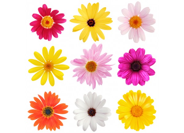 stickers Fleurs 9 gerberas