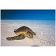 Stickers paysage la tortue sur la plage