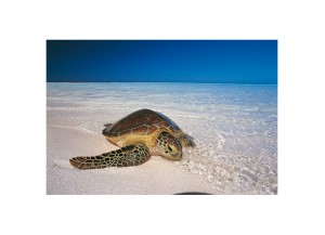 Stickers paysage la tortue sur la plage