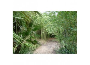 Stickers paysage palmiers et bambous