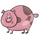 Stickers cochon