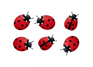 Stickers 6 coccinelles