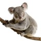 stickers koala